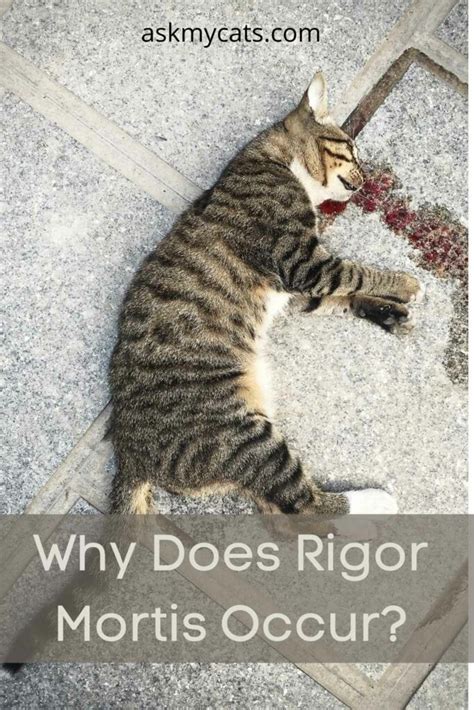 Many cats hide when they are sick. . Why does rigor mortis go away